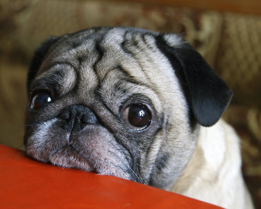 Study Confirms That Dogs Can Read Human Emotions