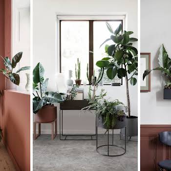 How to repot your house plants, and the signs that you need to