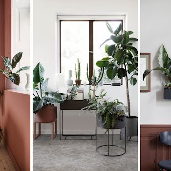 How to repot your house plants, and the signs that you need to