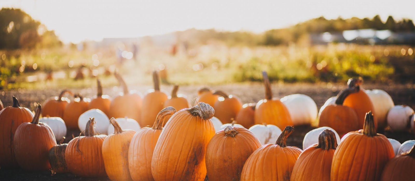 The best Irish pumpkin patches to visit this Halloween