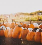 The best Irish pumpkin patches to visit this Halloween