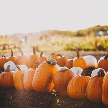 Eight Irish pumpkin patches to visit this Halloween