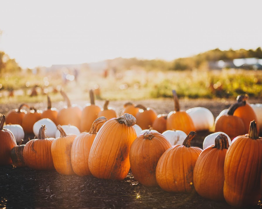 Eight Irish pumpkin patches to visit this Halloween