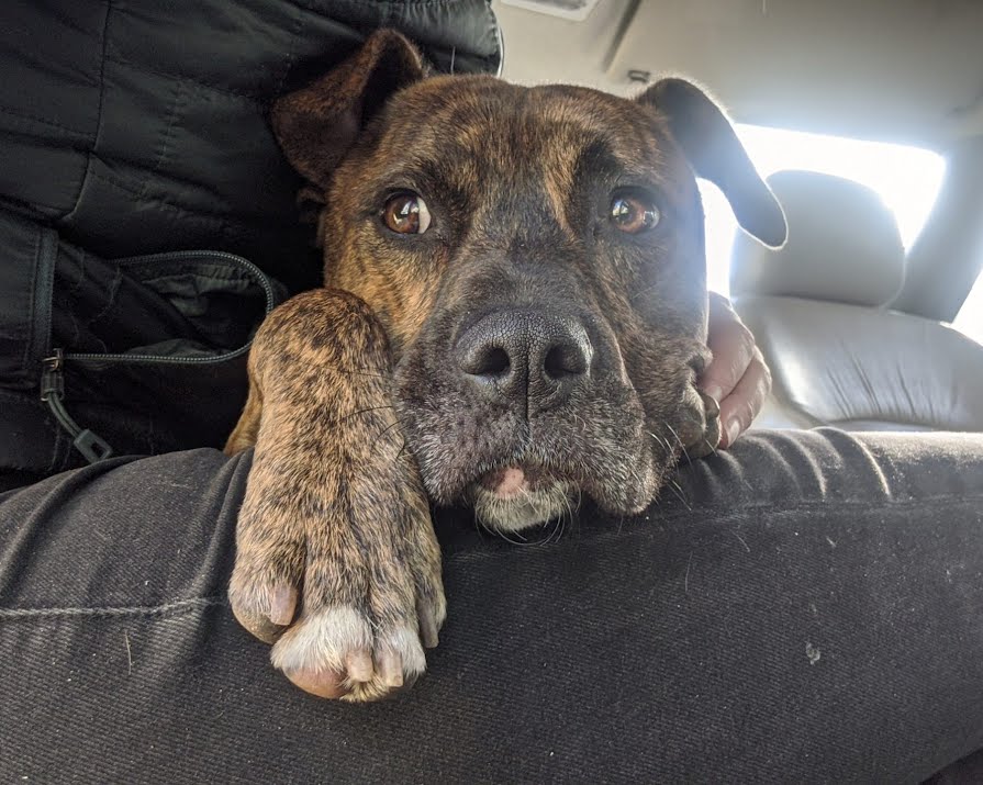 ‘On his first night, none of us thought it would work’: The reality of adopting a rescue dog