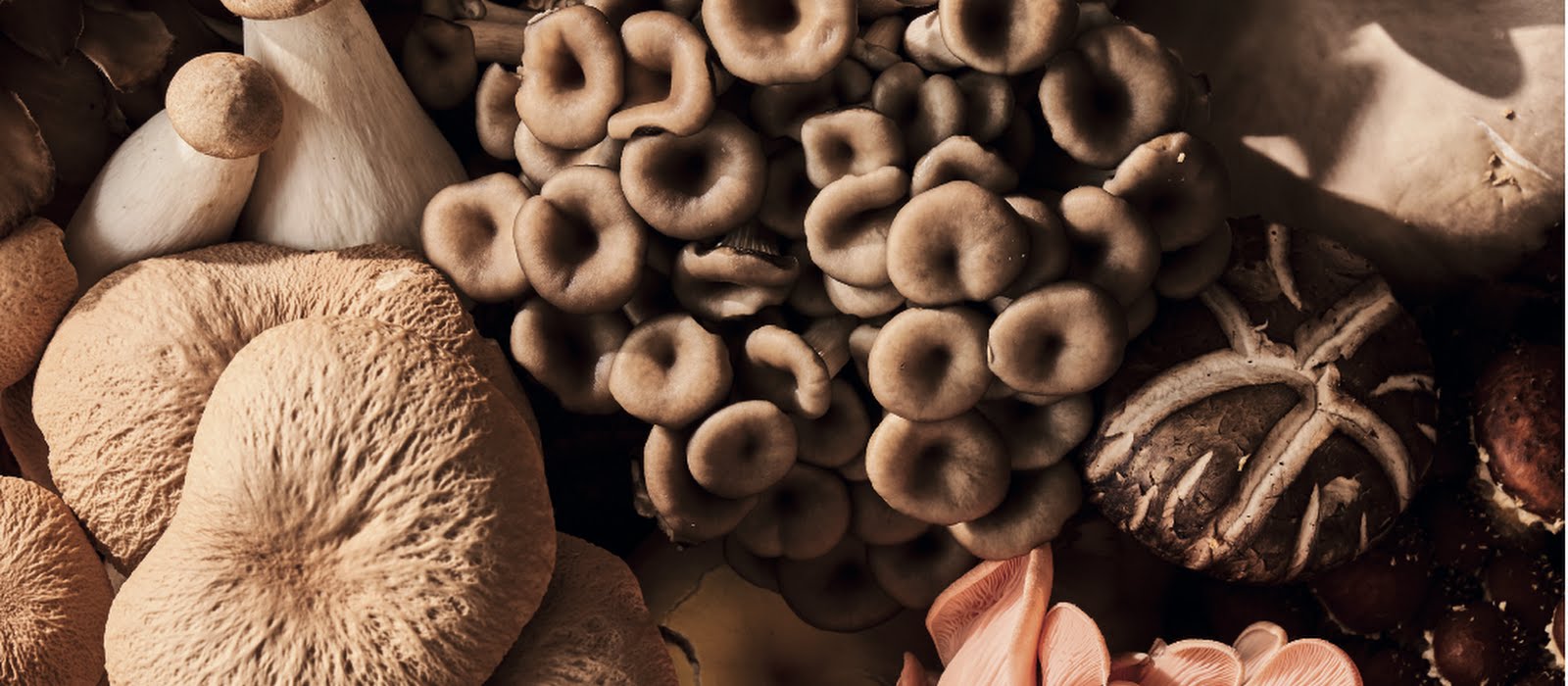 Much ado about mushrooms: inside the fungi revolution