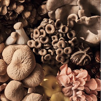 Much ado about mushrooms: inside the fungi revolution