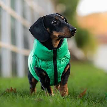 WIN your four-legged friend €100 worth of premium Irish dog clothing