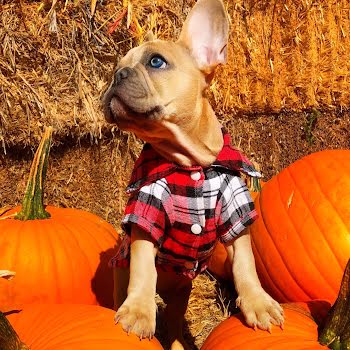 8 Halloween safety tips for dog owners