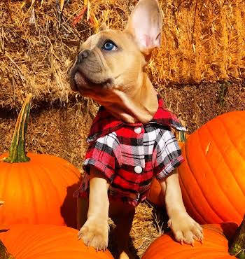 8 Halloween safety tips for dog owners