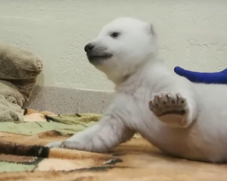 Watch: This Baby Polar Bear Learning To Walk Will Make Your Day