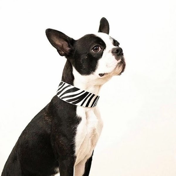 Zebra leather collar, from €32, Collar of Sweden