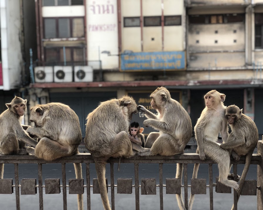 10 astounding images of wild animals wandering cities during lockdown