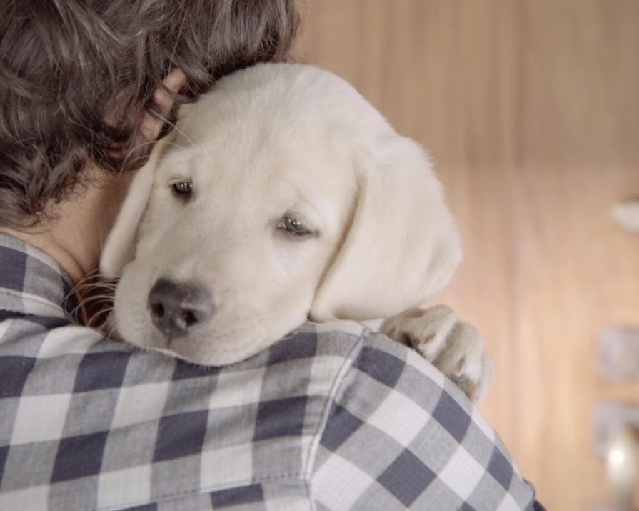 Anti-Drink Driving Ad + Adorable Puppy = Necessary Viewing