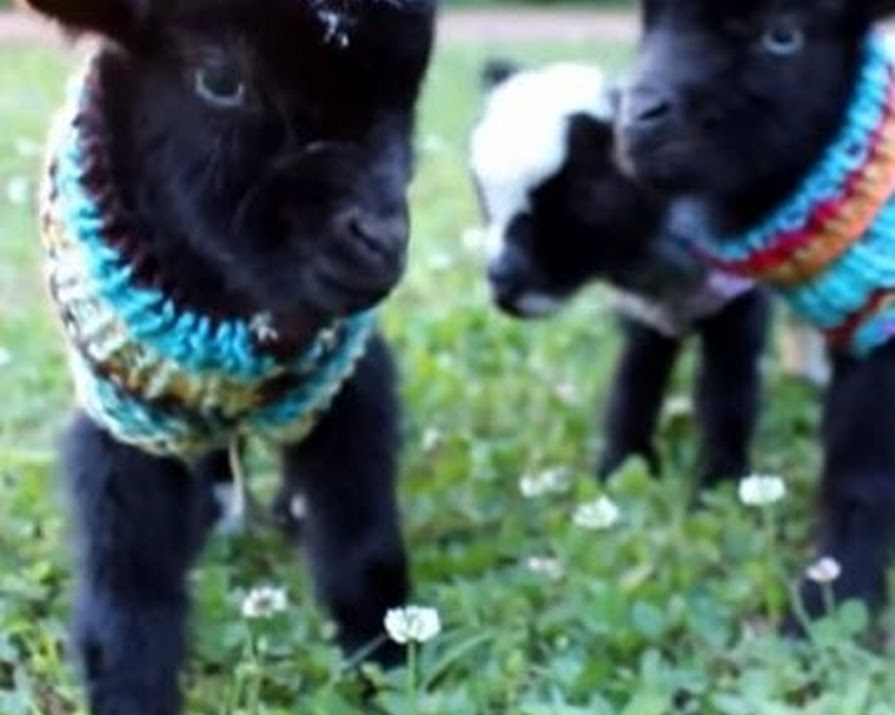 Watch: Baby Goats in Woolly Jumpers