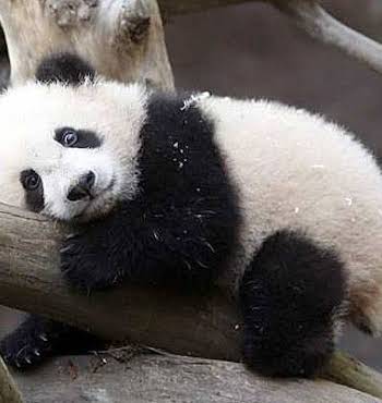 baby panda