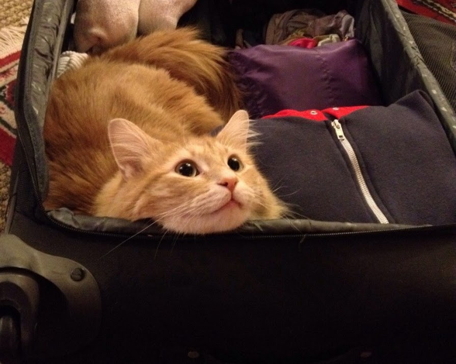 Take Me With You! These Pets Make The Best Travelling Companions