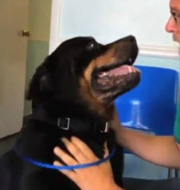 Watch: Man Reunited With Dog After 8 Years