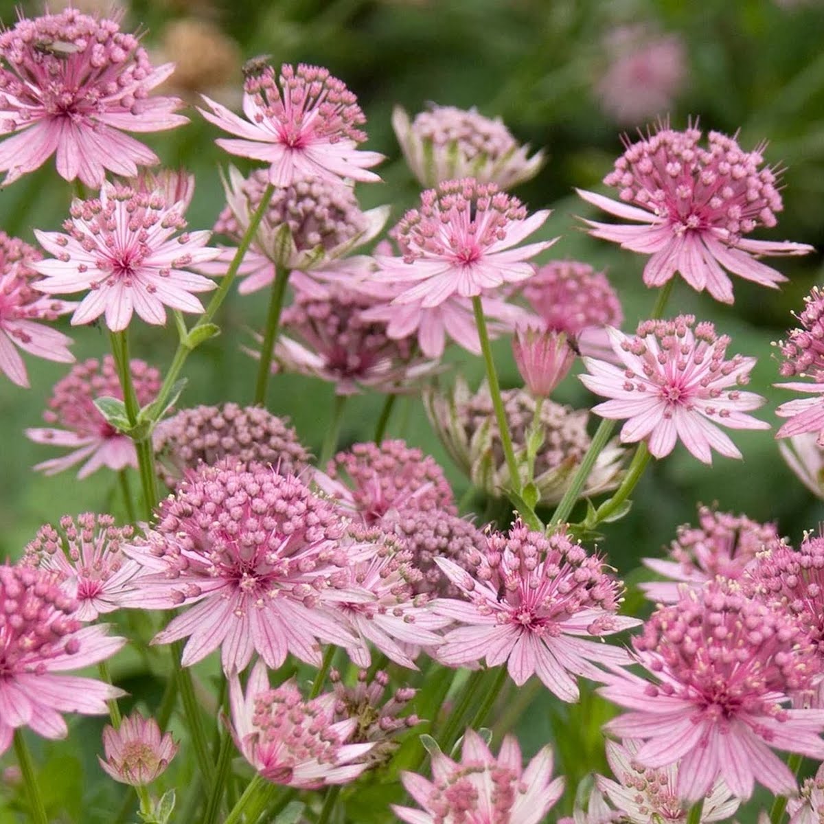 Astrantia (Astrantia'Berendien Stam')