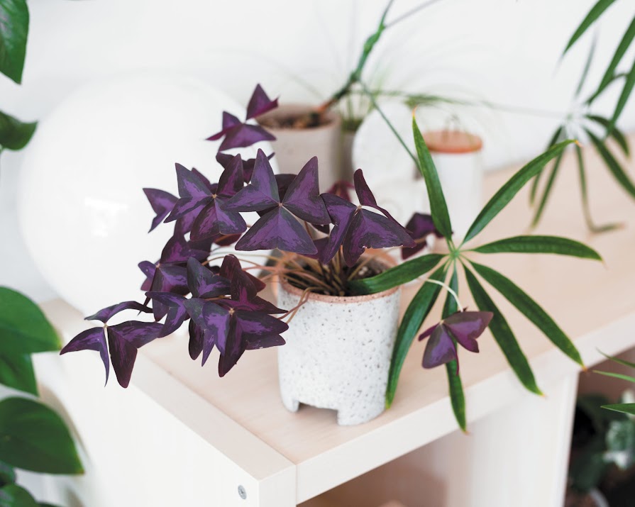Killed another house plant? Here’s how to water them correctly