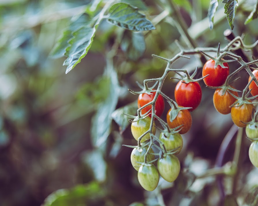 Want to start growing your own food this weekend? The experts tell you how