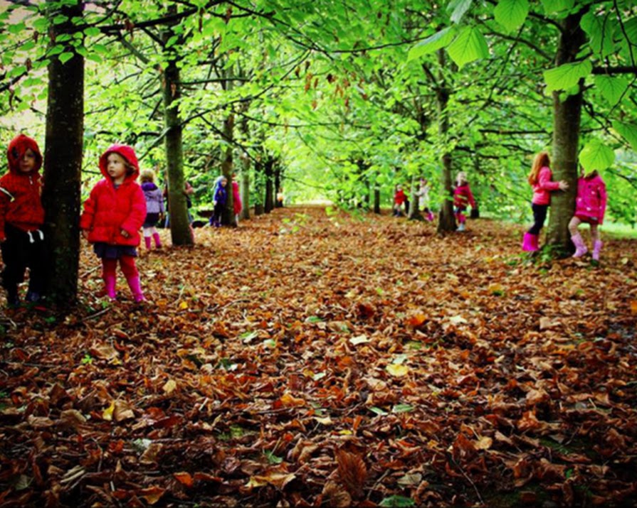 Logs, leaves and life-skills: Why forest schools are on the rise