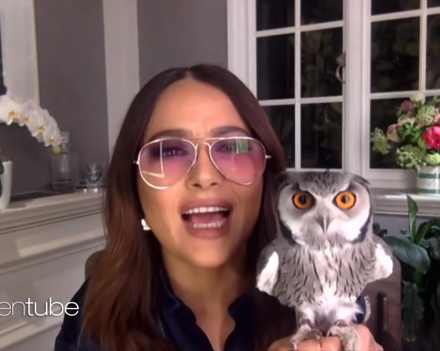 Salma Hayek’s pet owl threw up on Harry Styles’ hair, and we have so many questions