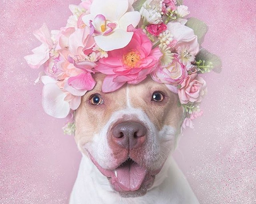 This photographer helps re-home pit bulls in the most beautiful way