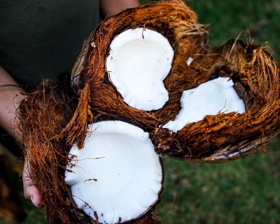 Coconut oil is ‘pure poison’, according to a Harvard professor