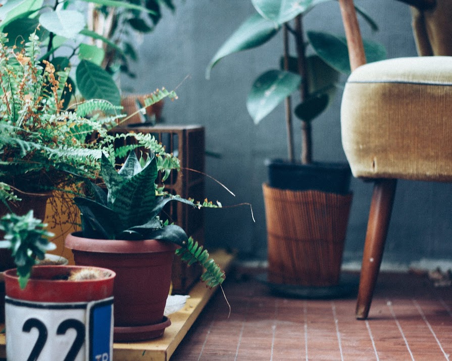 Pots and planters to spice up your houseplant collection