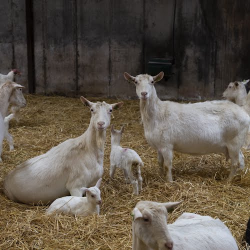 St Tola Goat Farm