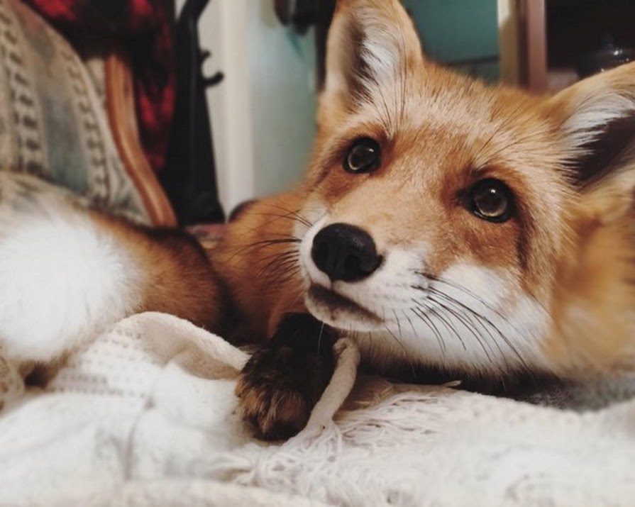 Watch: Pet Fox Thinks Bed Sheets Are Snow And We Love It