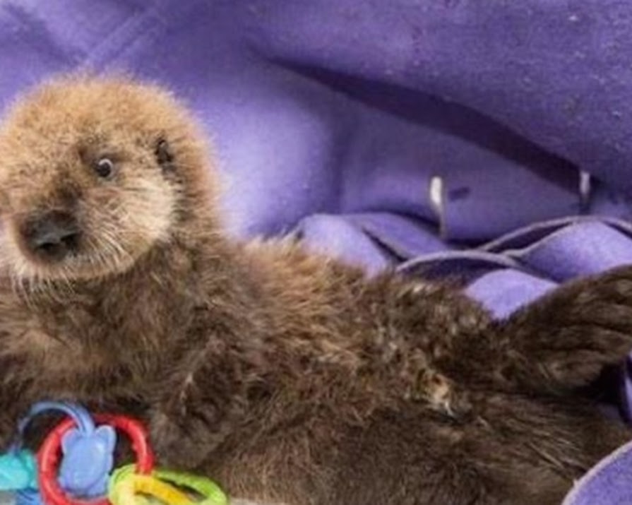 Cute Otter Baby Breaks our Hearts