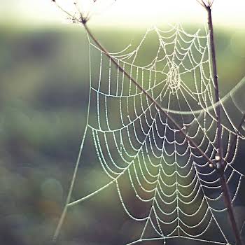 Tangled Web Florence Gillan