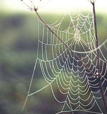 Tangled Web Florence Gillan