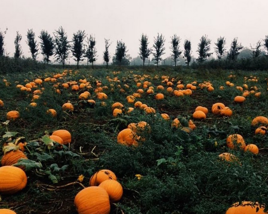 4 Pumpkin-Themed Halloween Events for Families
