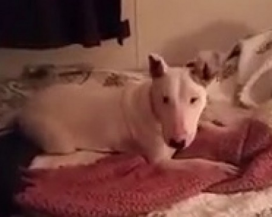 Watch: Rescue Dog Sleeps On Bed For The First Time And Loves It