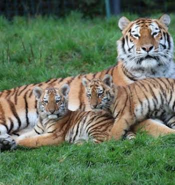 Tiger cubs