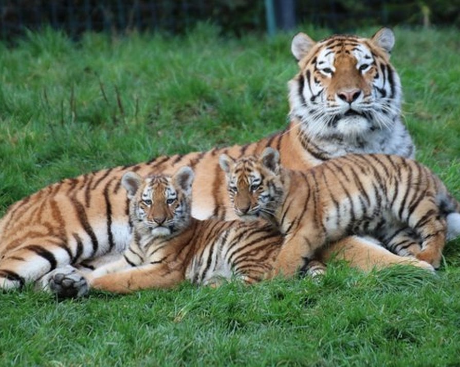 Two adorable endangered tiger cubs were born at Dublin Zoo
