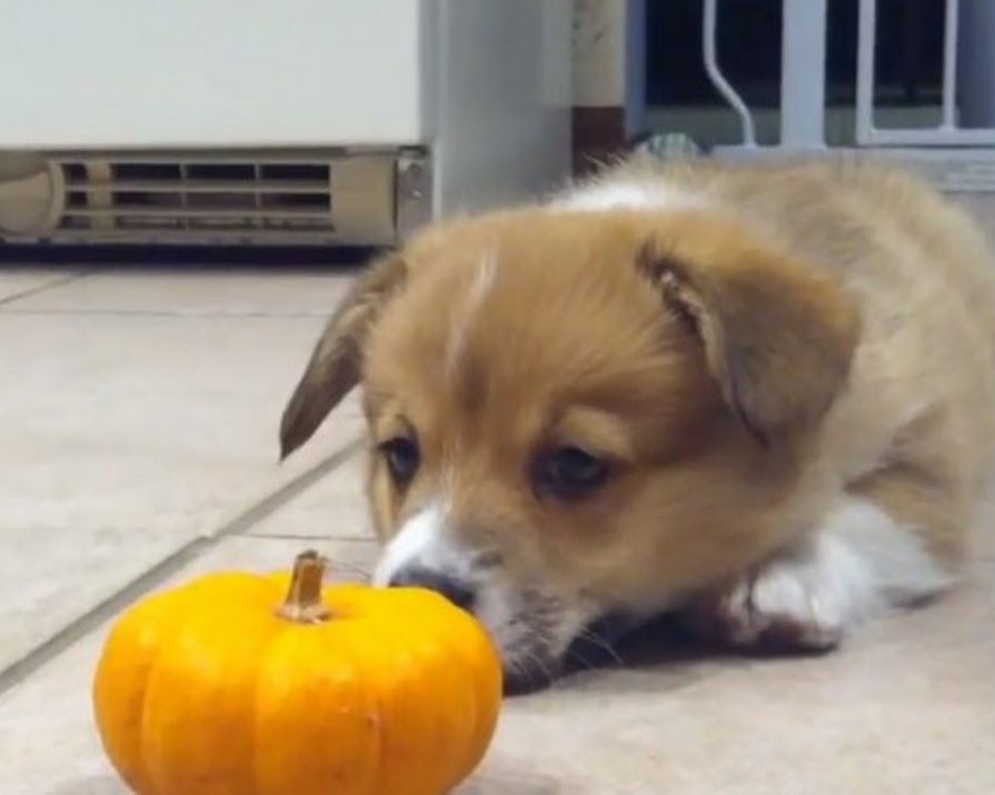 Watch: Puppy Can’t Handle This Mini Pumpkin