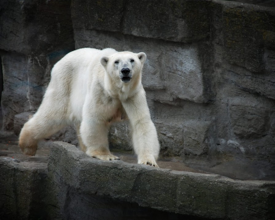 Hungry polar bears forced to seek food in human settlements