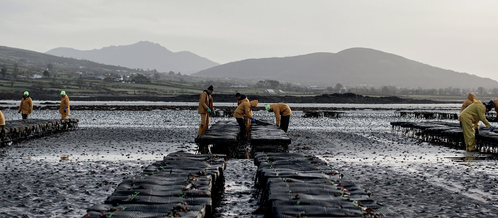 Why are Irish oysters so special? We visit Carlingford Lough to find out