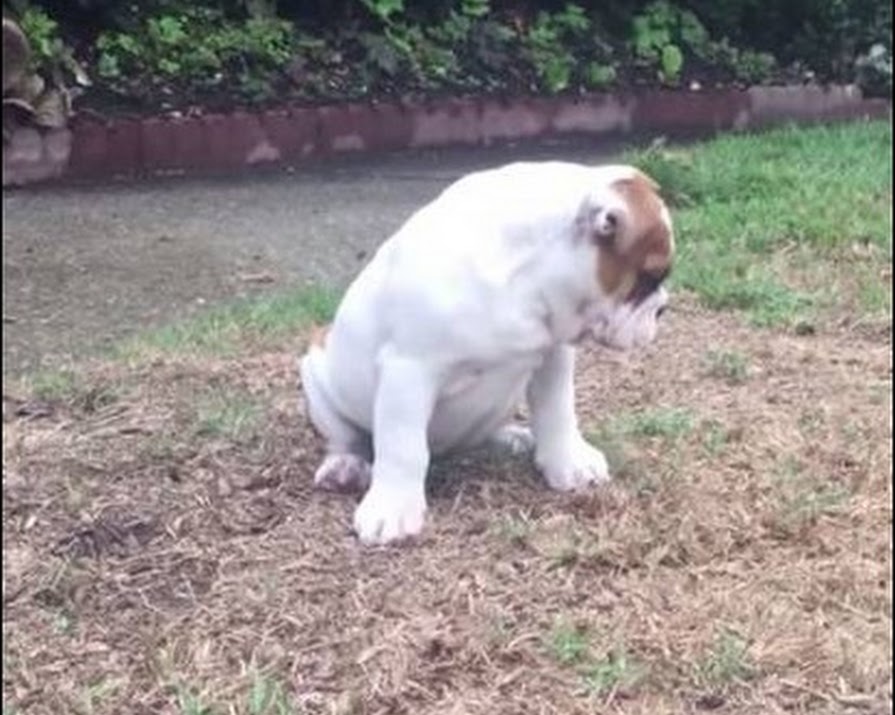 Watch: Puppy Feeling Rain For The First Time Will Give You All The Feels