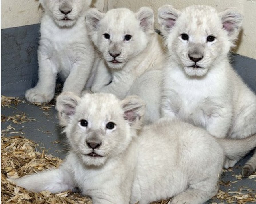 Watch: These Lion Cubs Are The Sweetest Things You’ll See Today
