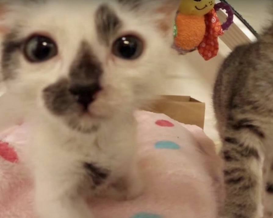 Watch: This Video Inside A Kitten Nursery Will Make You Happy
