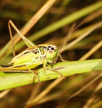 edible insects