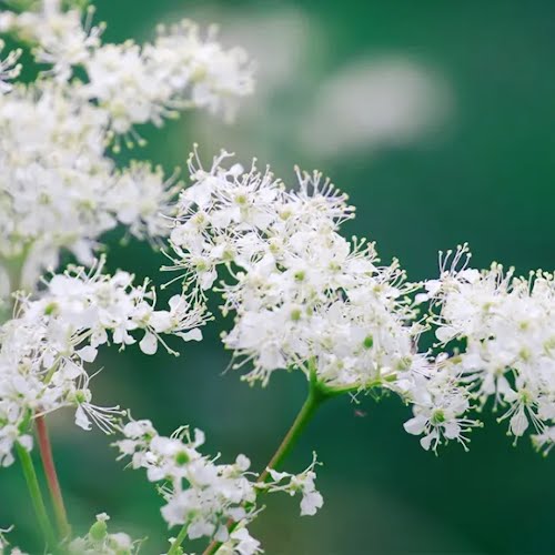 Meadowsweet (Filipendula ulmaria)