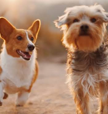 Dogs Trust doggy festival