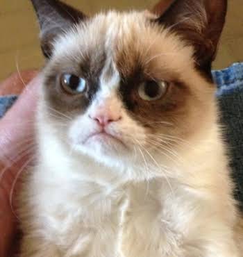 grumpy cat