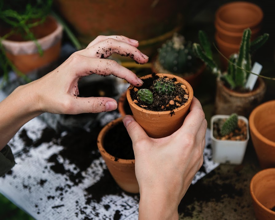 This is how gardening can help your mental health
