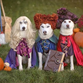 15 dogs who are costume-ready for Halloween